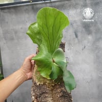 ビカクシダ エレファントティス Platycerium elephantotis ビカクシダ原種 森の王冠 シダ植物 ビカクシダコルク付け 着生植物