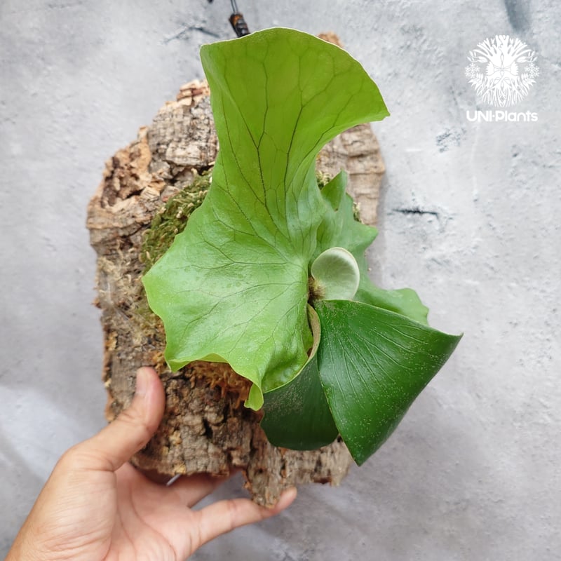 Platycerium Neptune (pup) ビカクシダ ネプチューン ビカクシダエレ