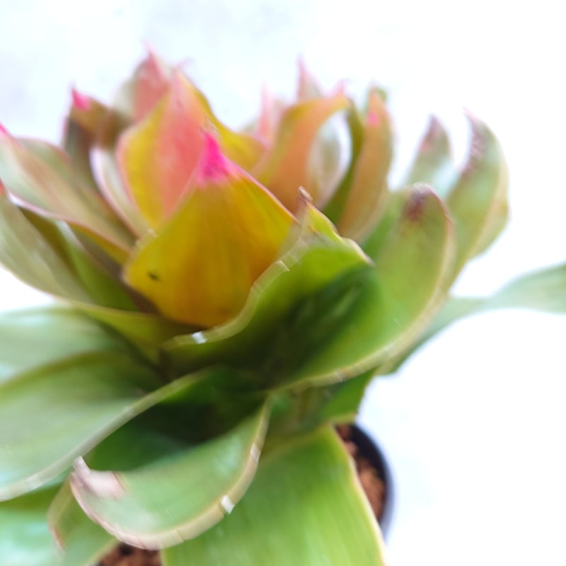 Neoregelia Medusa ネオレゲリア メデューサ Neoregelia ブロメリア