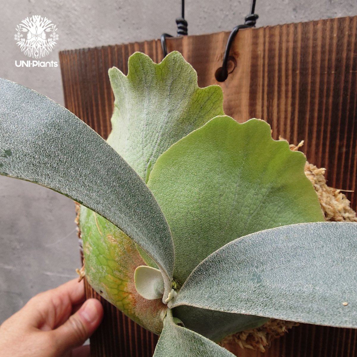 Platycerium Banna #A (pup) ビカクシダ バンナ #A (子株) ビカ Platycerium Banna #A (pup) ビカクシダ バンナ #A (子株) ビカ