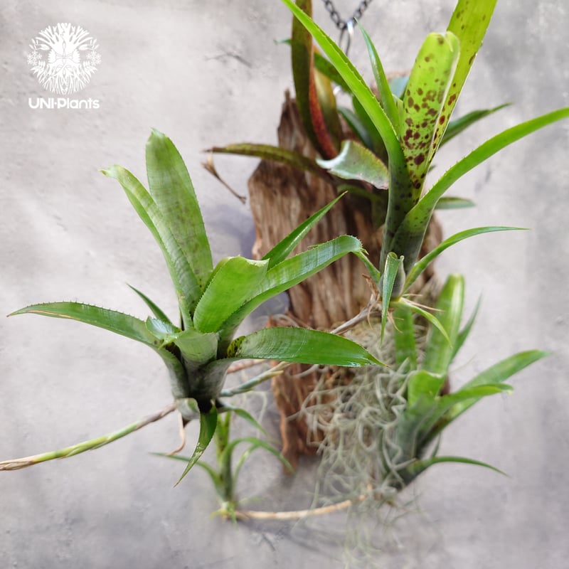 Neoregelia Hybrid 2株セット Neoregelia 'Hyena'〔ネオレゲリア〕現品