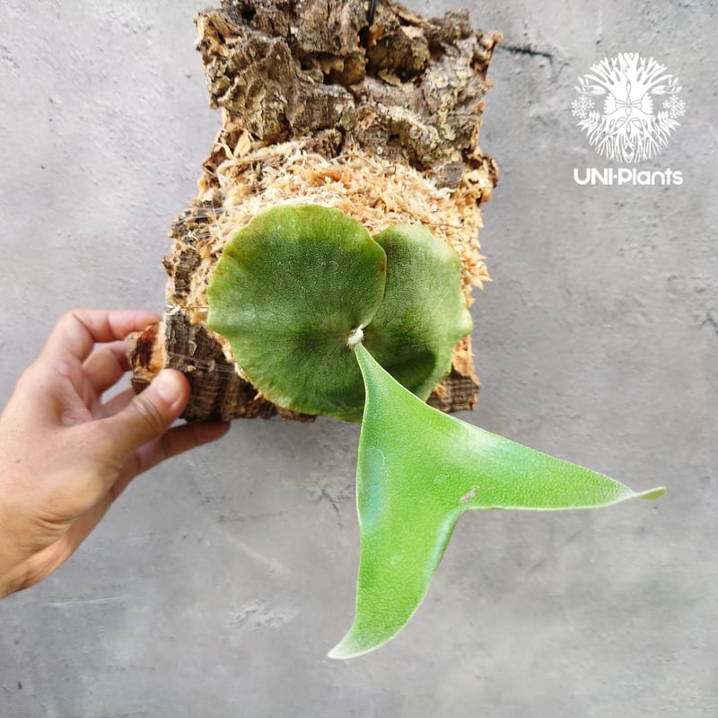 ビカクシダ アルシコルネ アフリカ×アルシコルネ マダガスカル hybrid