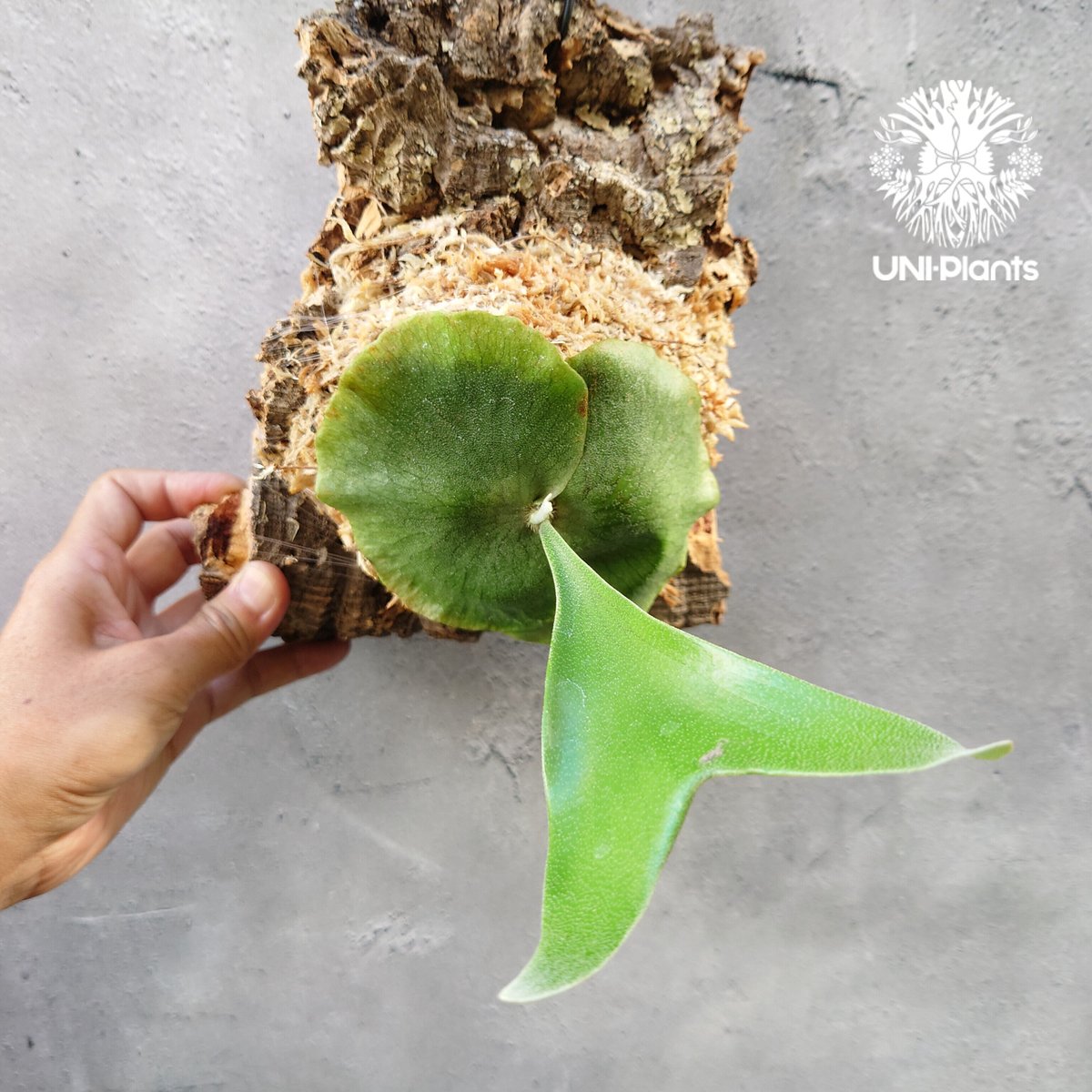 アルマダ バッセイ ビカクシダ 【公式通販】