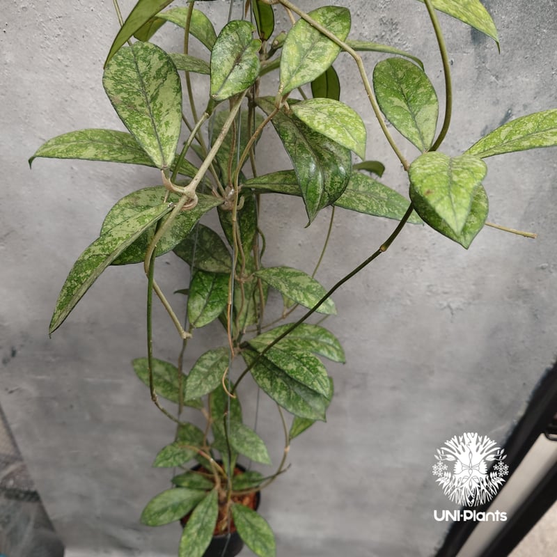 Hoya Crassipetiolata super splash ホヤ クラシペティオラータ