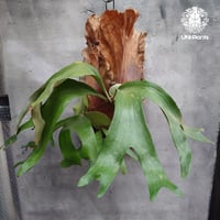 ビカクシダ コロナリウム Platycerium coronarium コウモリラン ビカク