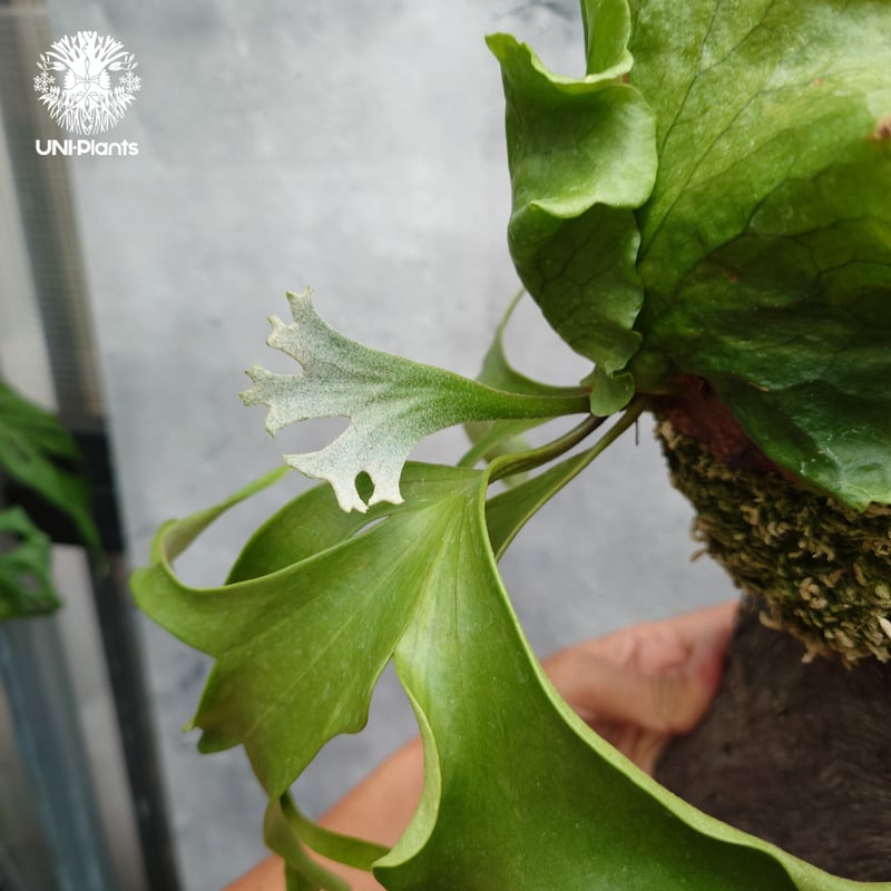 ビカクシダ コロナリウム フィリピネスフォーム Platycerium coronarium