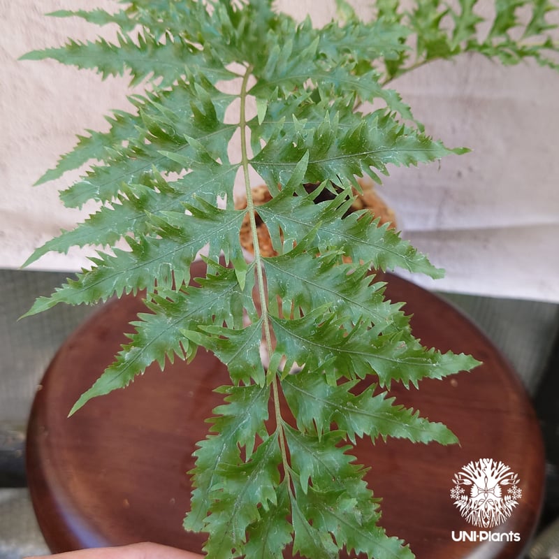 ★ ドリナリア リギデュラ ホワイティ ★ F Drynaria rigidula `whitei ドリナリア·リギデュラ'ホワイティ