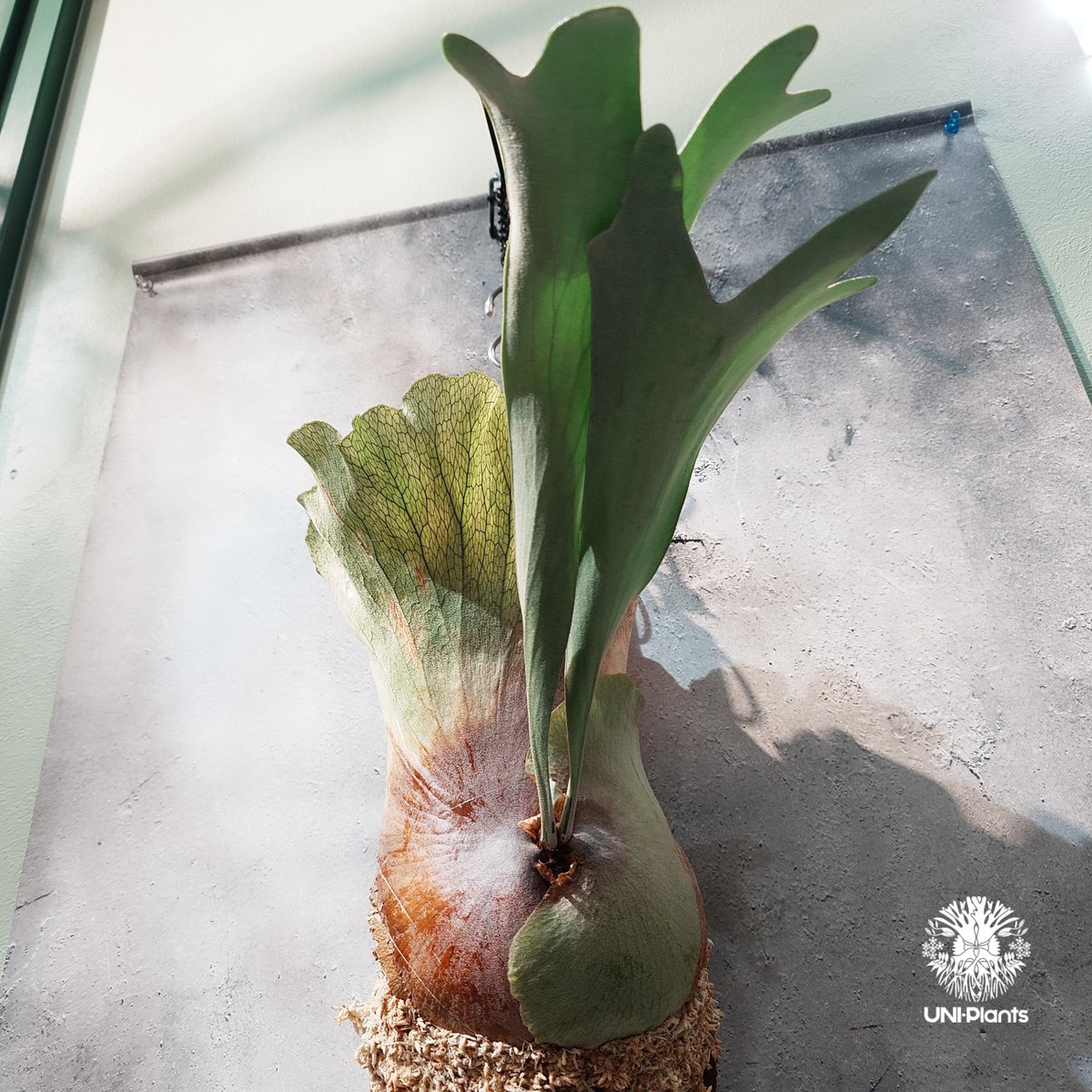 国内繁殖株・一点物】Platycerium hillii Panama ｜ビカクシダ ヒリ