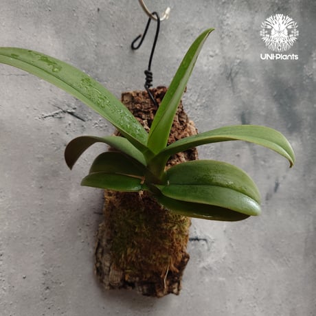 Phalaenopsis pulcherrima var Red ubon 着生植物 洋ラン 着生蘭 着生ラン 着生コルク ハンキング植物
