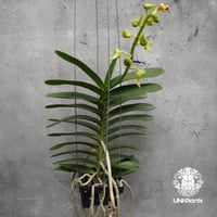 Aeridovanda Kasorn's Orchid Tactic 着生蘭 着生ラン 蘭の花 Orchid 着生植物
