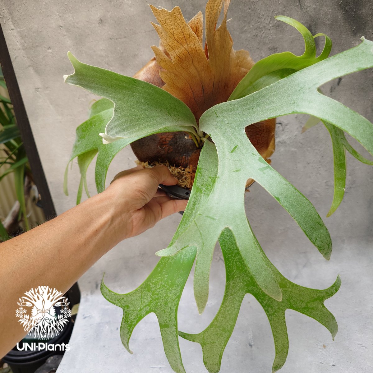 Platycerium Banna #A (pup) ビカクシダ バンナ #A (子株) ビカ Platycerium Banna #A (pup) ビカクシダ バンナ #A (子株) ビカ