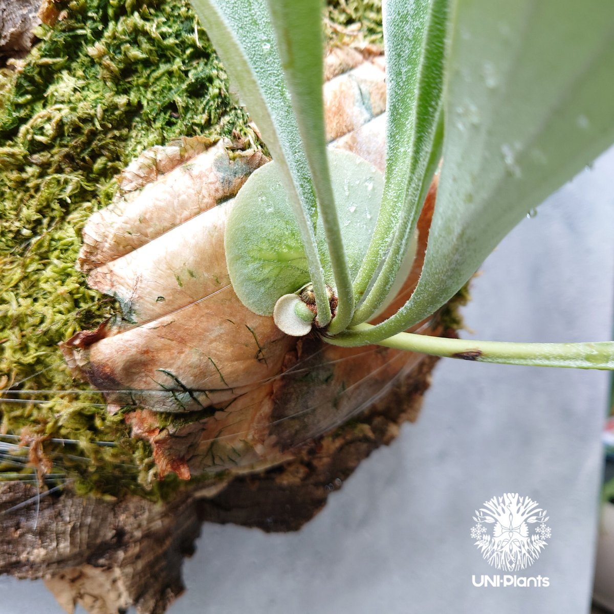 現品【アルシコネ】コウモリラン ビカクシダ☆コルク付 BI0119