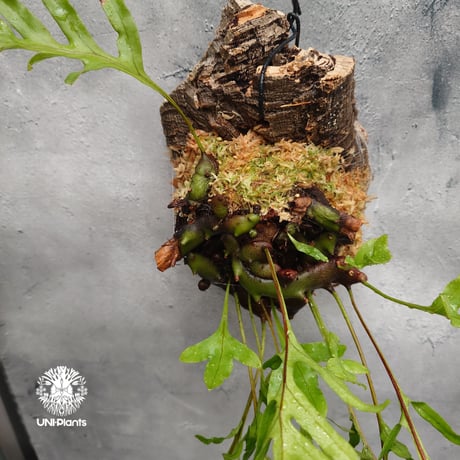Lecanopteris crustacea narrow レカノプテリス クルスタセア ナロー 着生シダ植物 着生植物 アリ植物