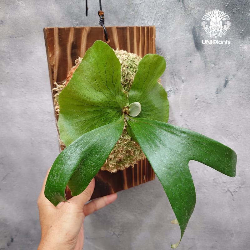 ビカクシダ ステマリア Platycerium stemaria ビカクシダ原種 シダ植物