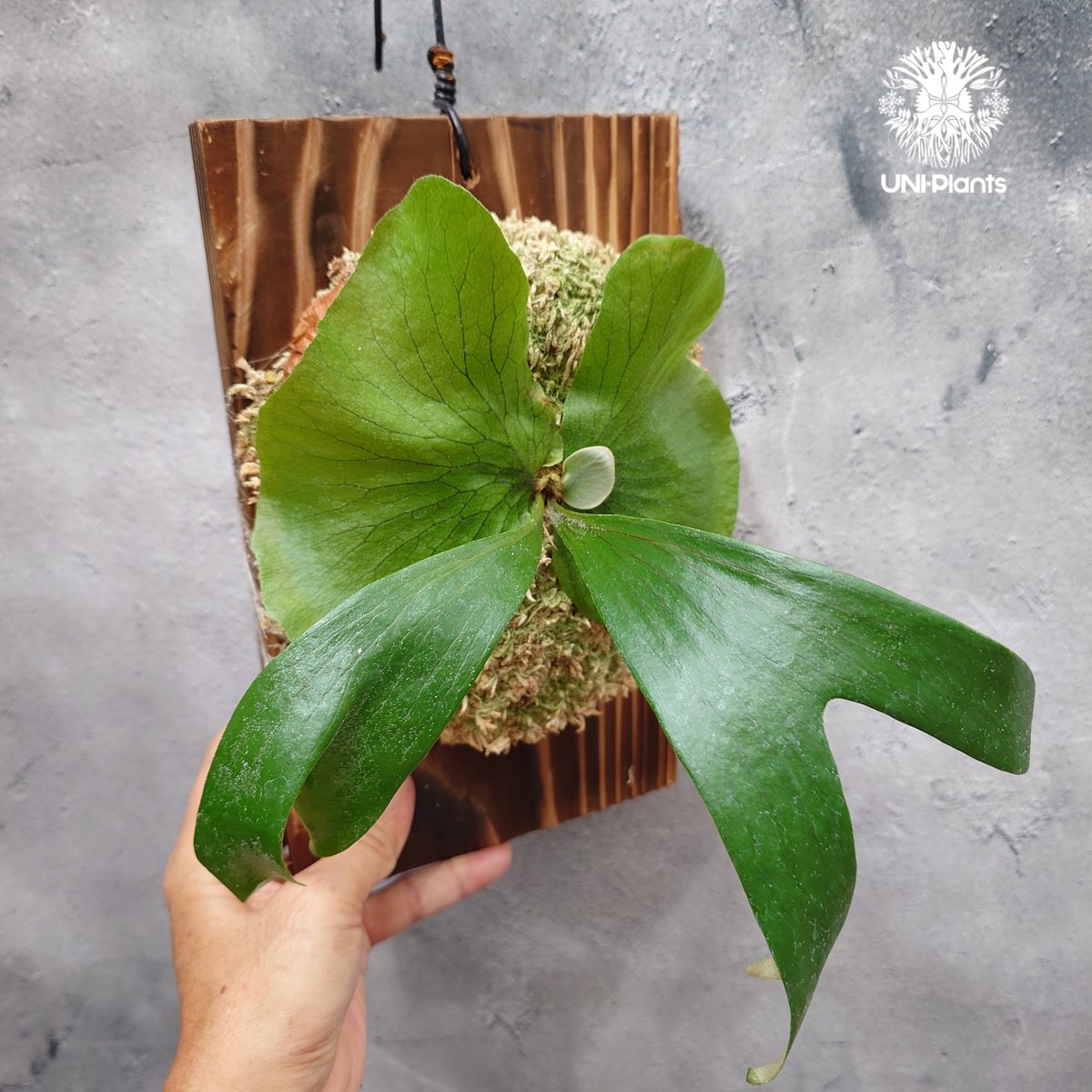 ビカクシダ ステマリア Platycerium stemaria ビカクシダ原種 シダ植物