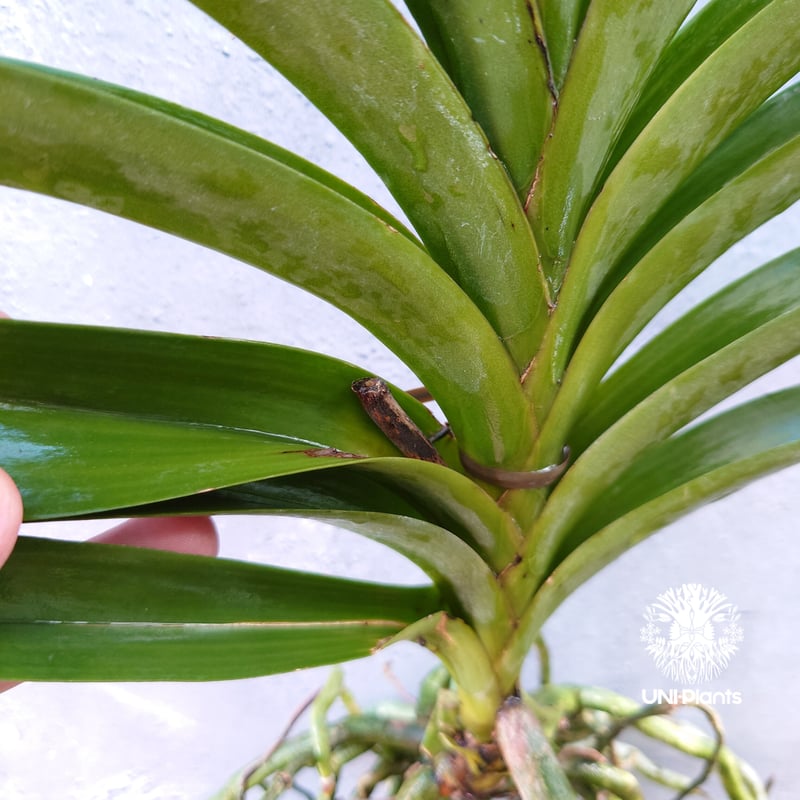 バンダ 洋蘭 Vanda orchid 大株 ラン 蘭 花が綺麗な洋ラン | UNI