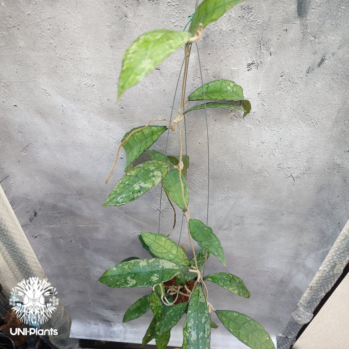 週末セール 極めて希少種 レア ホヤ リマ Hoya lima splash② Hoya finlaysonii black leaves splash 希少 ホヤ フィレン