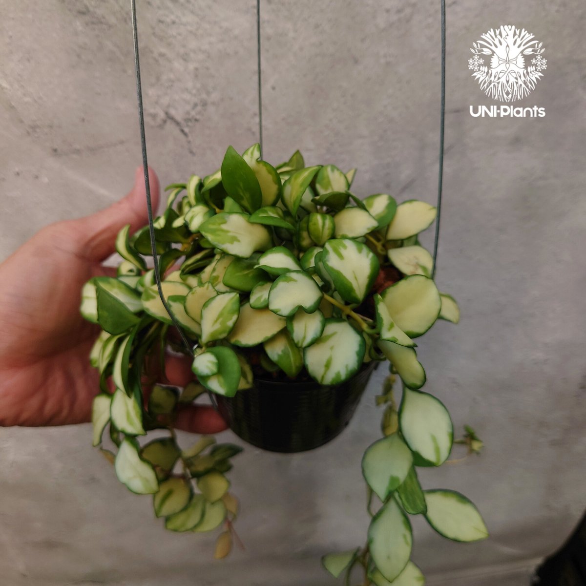 ホヤ ヘウスケリアナ バリエガータ Hoya Heuschkeliana variegata