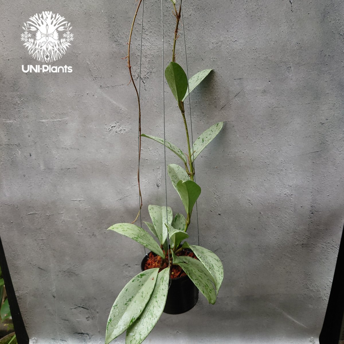 Hoya Pubicalyx silver ghost 希少 ホヤ プビカリクス シルバー Hoya Pubicalyx silver ghost 希少 ホヤ プビカリクス シルバー