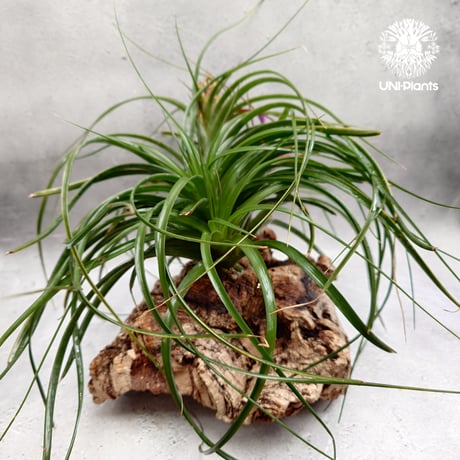 Tillandsia brachycaulos x concolor チランジア・ブラキカウロス×コンコロール Tillandsia エアープランツ エアプランツ ティランジア 着生コルクアレンジ