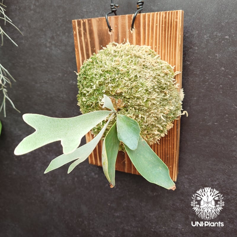 M*s様 P.willinckii Dwarf Tatsuta vp P.Willinckii Dwarf Tatsuta 【artPLANTs】ビカクシダ