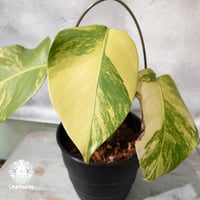 【国内繁殖株・一点物】Monstera borsigiana aurea variegate｜モンステラ・ボルシギアナ・オーレア  | 希少種 | モンステラ | Monstera