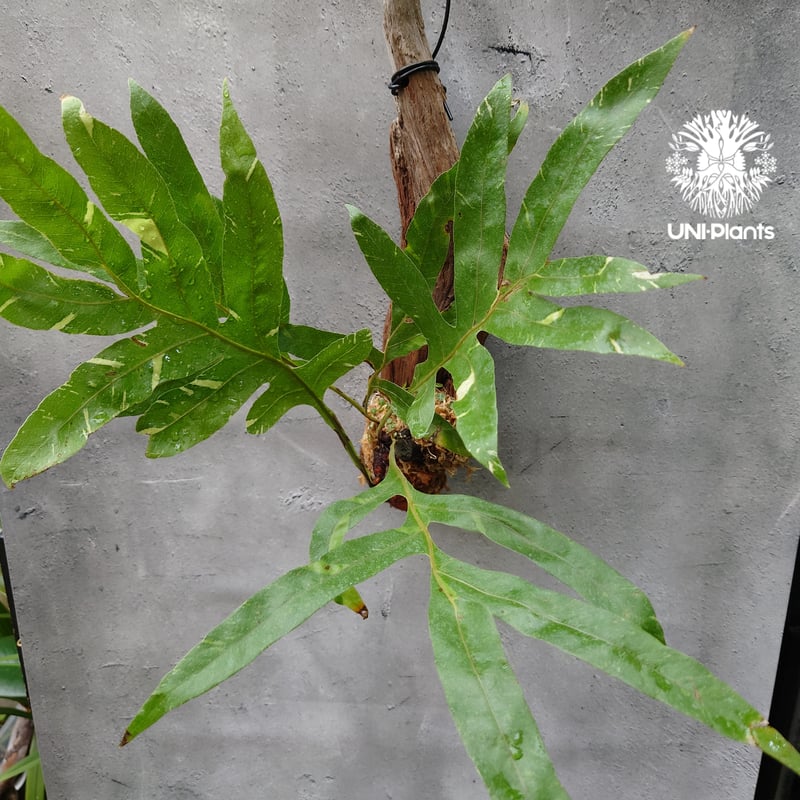 Drynaria quercifolia variegata ドリナリア クエルシフォリア バ