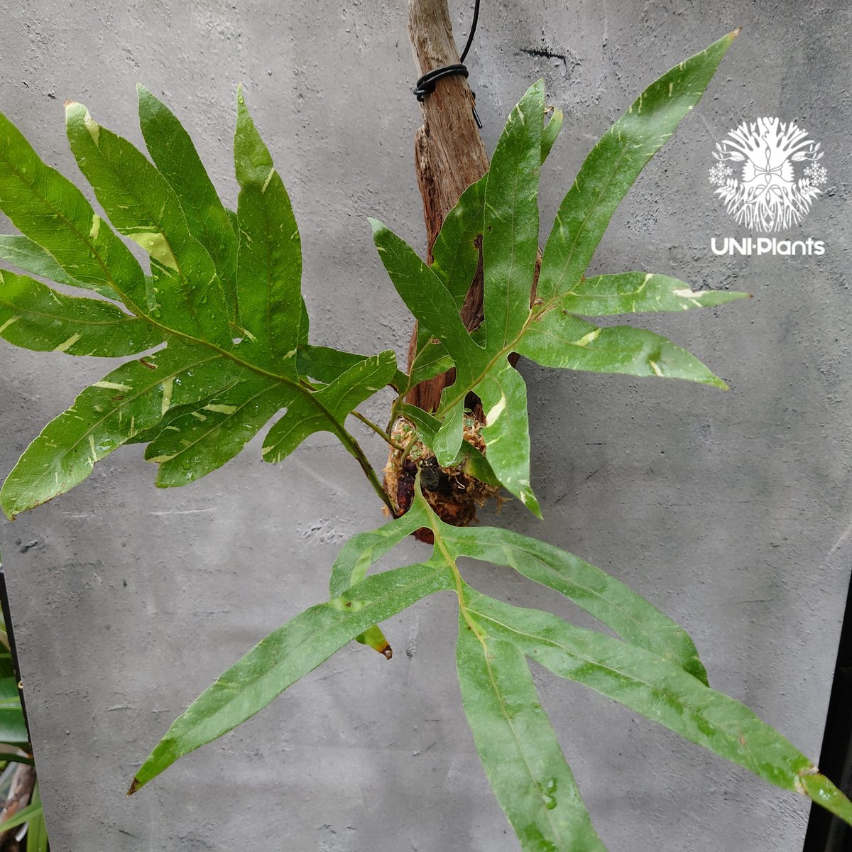 Drynaria quercifolia variegata ドリナリア クエルシフォリア バ