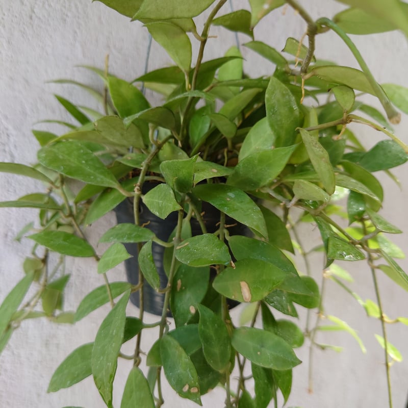 セール　レア　珍種　ホヤ　Hoya chloroleucha サクララン セール レア 珍種 ホヤ Hoya chloroleucha サクララン セール 珍種