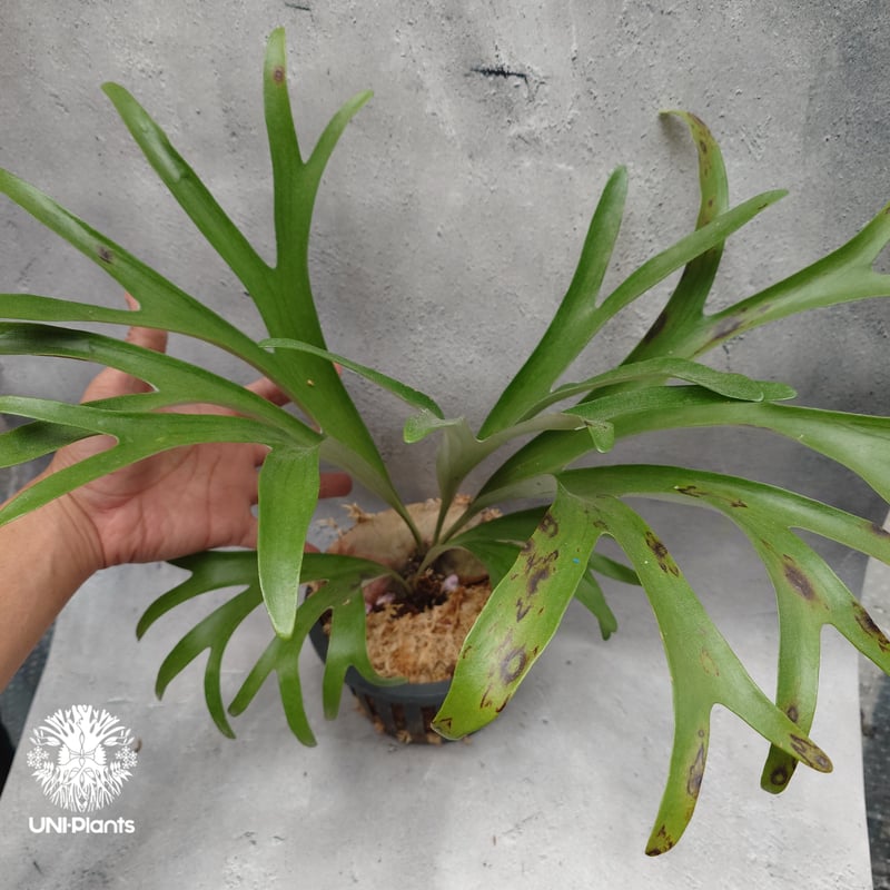 Platycerium alcicorne var.Madagascar ビカクシダ アルシコ