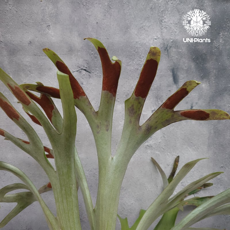 Platycerium alcicorne var.Madagascar ビカクシダ アルシコ
