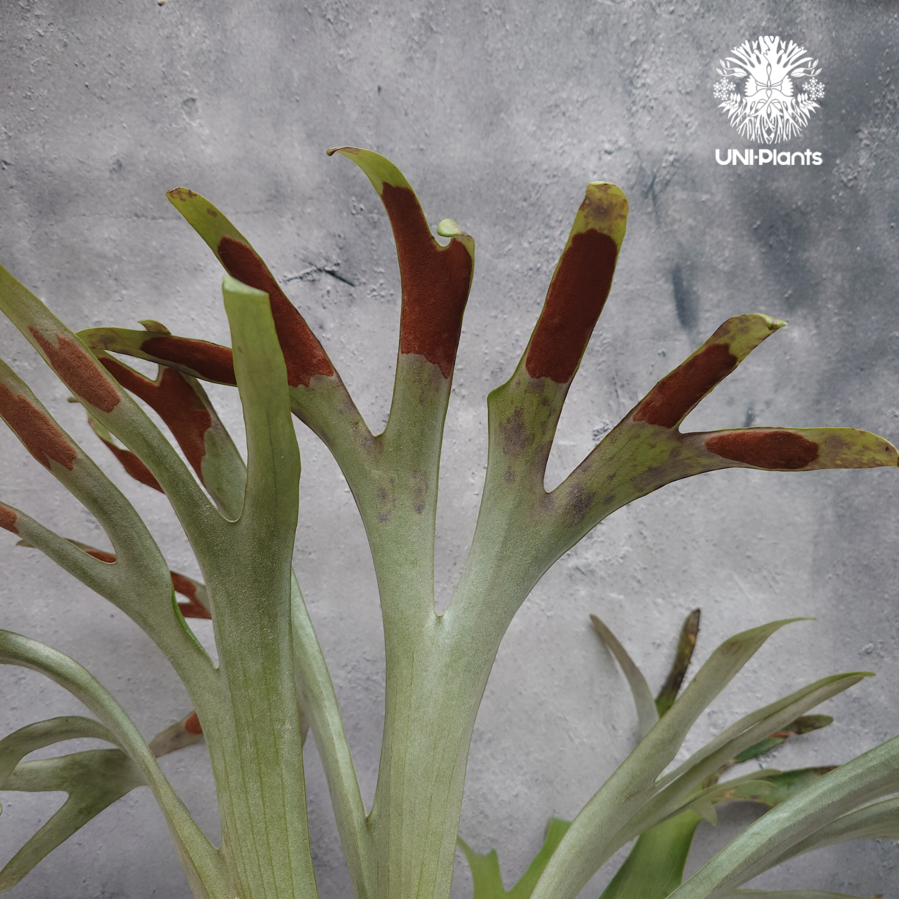 Platycerium alcicorne var.Madagascar ビカクシダ アルシコ