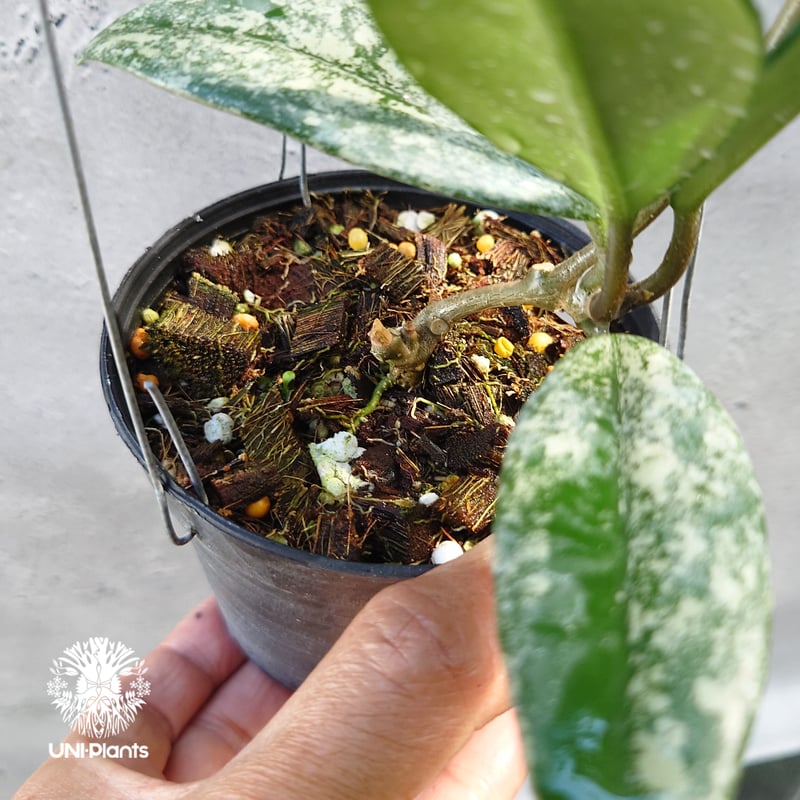 Hoya carnosa Wilbur Graves China ホヤ カルノサ ウィバー グ