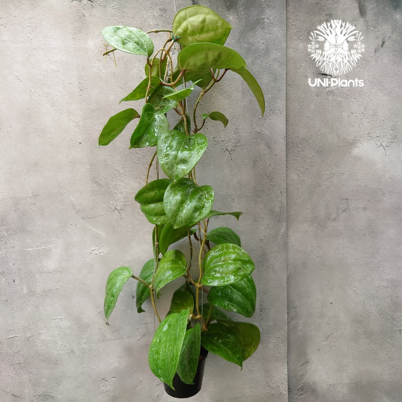 Hoya Sarawak pink ホヤ サラワック ピンク ホヤ植物 Hoya plants