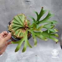 ビカクシダ ダイバーシフォリウム X エレファントティス Platycerium