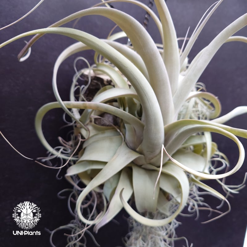 Tillandsia xerographica チランジア・キセログラフィカ インテリア