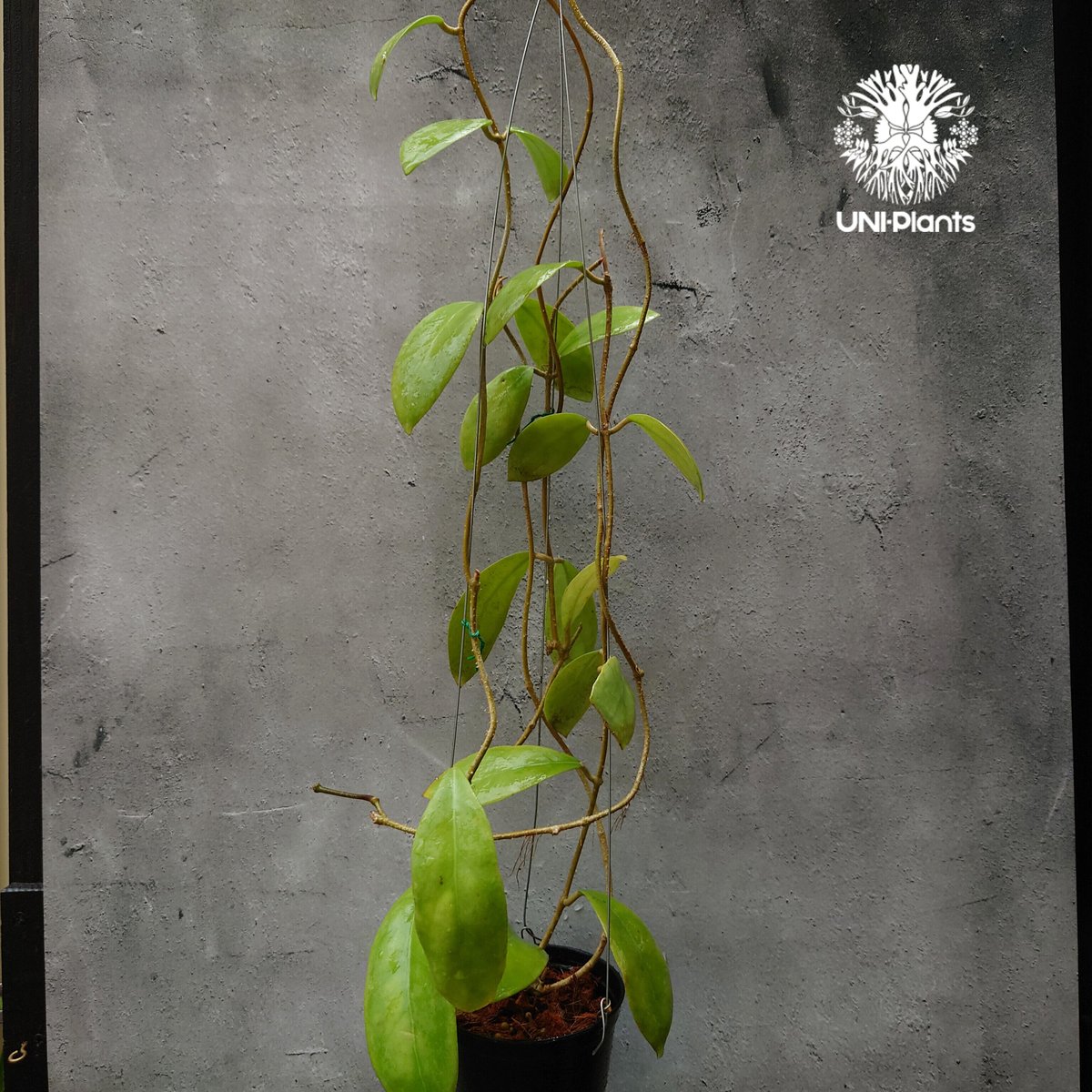 初入荷 希少! New flowercolor Hoya mindorensis Creamy