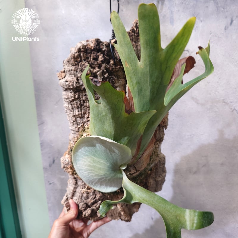 タイ直輸入・現地選抜】Platycerium holttumii | ビカクシダ ホルタミー