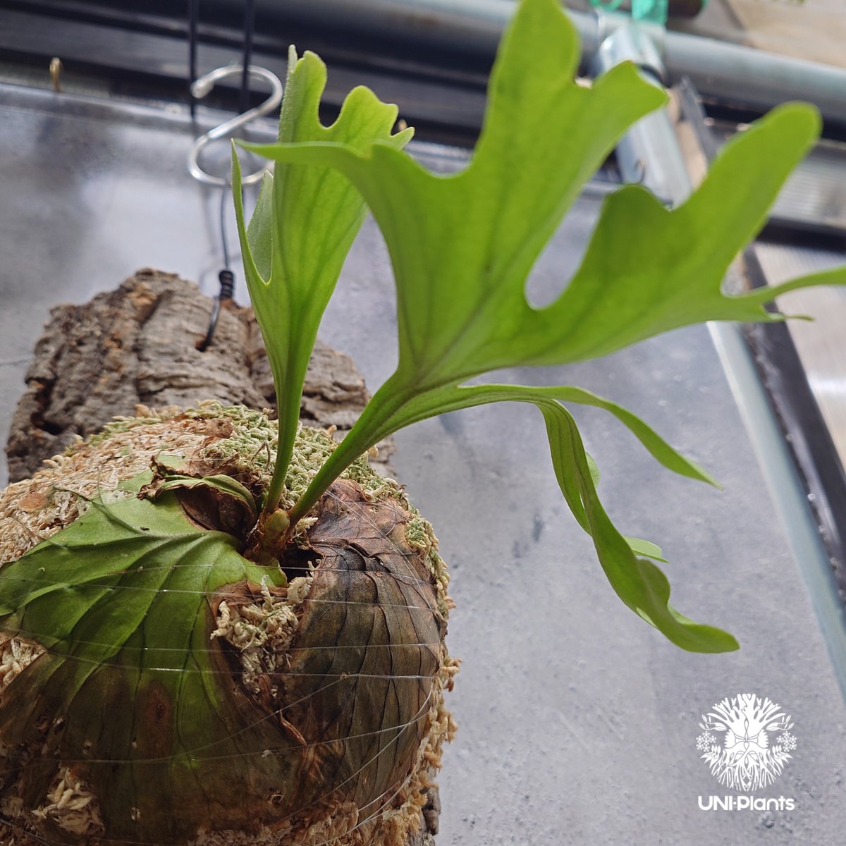ビカクシダ リドレイ ワイルド Platycerium ridleyi⑰ ビカクシダ リドレイ ワイドフォーム Platycerium ridleyi wide
