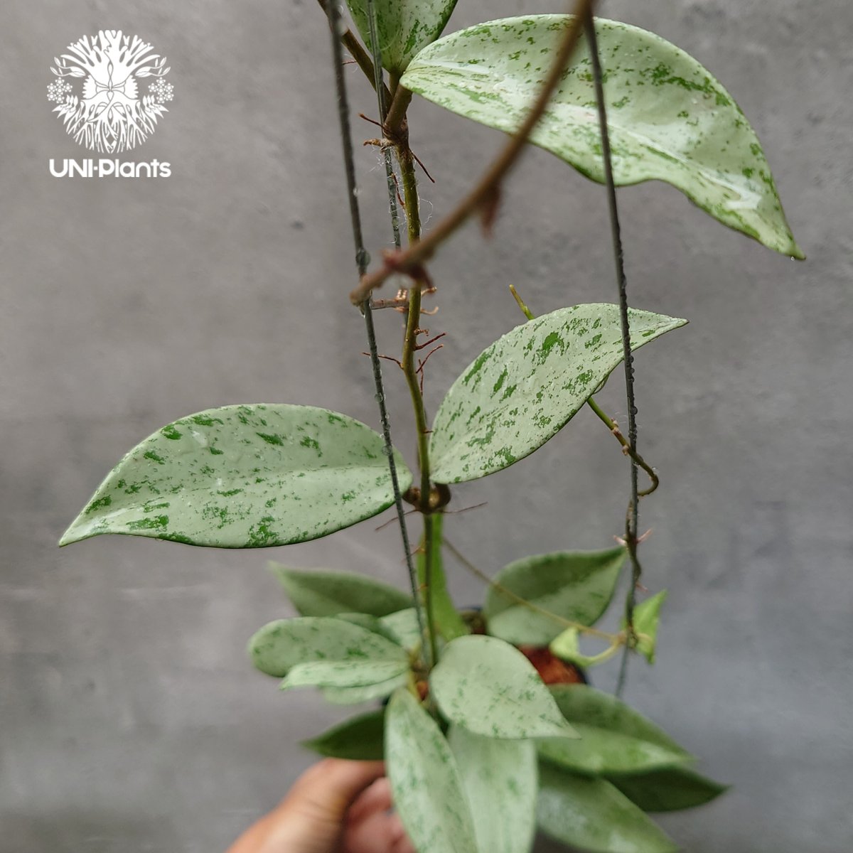 Hoya Pubicalyx silverghost ホヤ 吊り鉢 Hoya Pubicalyx silverghost ホヤ 吊り鉢 株立ち ホヤ