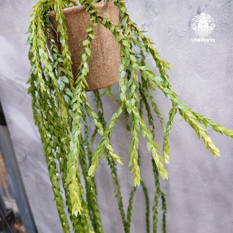 Huperzia spp. フペルジア  Phlegmariurus (フレグマリウルス) 観葉植物 珍奇植物 植物 着生植物 インテリア植物 珍しい シダ植物