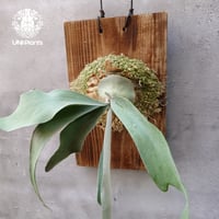 ビカクシダ エリシー Platycerium ellisii コウモリラン ビカクシダ エリシー Platycerium ellisii コウモリラン