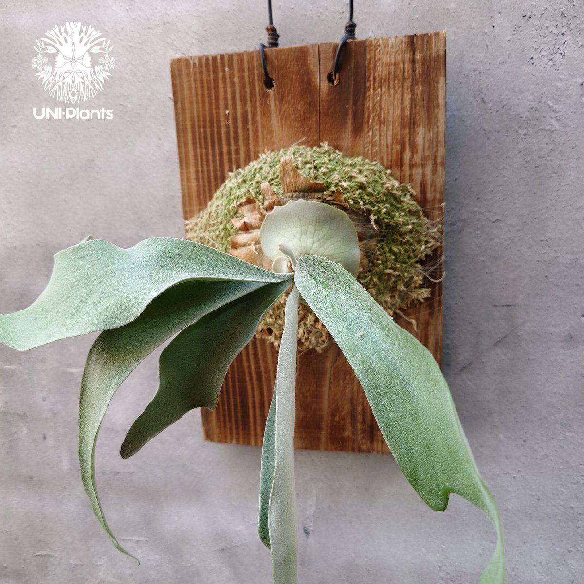 ︎︎︎︎☑︎ veitchii wild × Diversifolium ビカクシダ ︎︎︎︎☑︎ veitchii wild × Diversifolium ビカクシダ