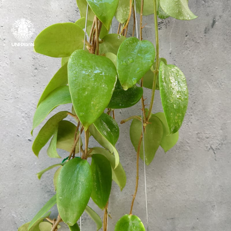 セール　レア　珍種　ホヤ　Hoya chloroleucha サクララン セール レア 珍種 ホヤ Hoya chloroleucha サクララン セール