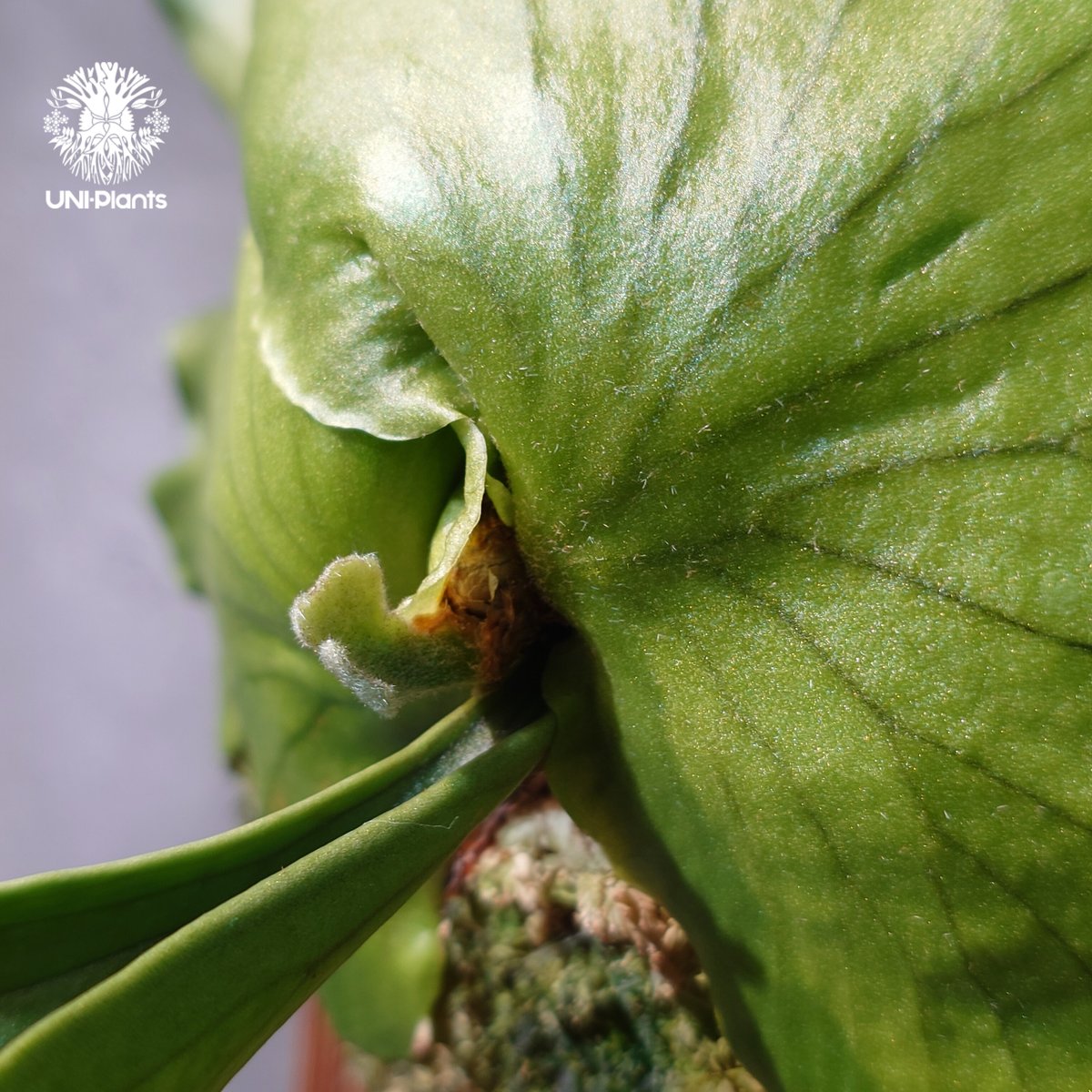 タイ直輸入・現地選抜】Platycerium coronarium ' Lesasha '｜
