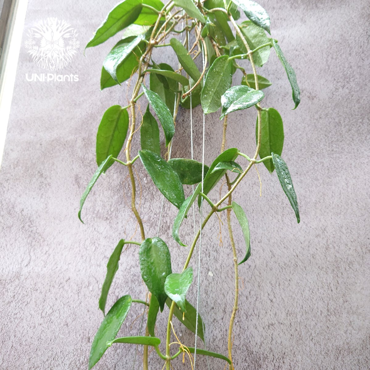 410 ホヤ　マクギリブライ　Hoya macgillivrayi 410 ホヤマクギリブライHoya macgillivrayi