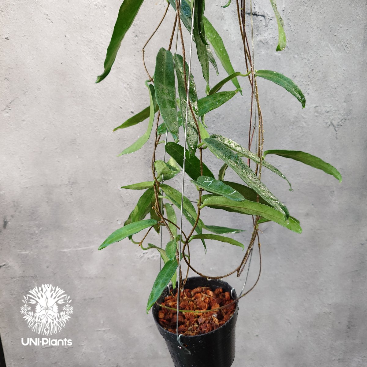 Hoya Hypolasia ホヤ ヒポラシア ホヤ植物 ホヤの花 希少な植物 Hoya Hypolasia ホヤ ヒポラシア ホヤ植物 ホヤの花 希少な植物