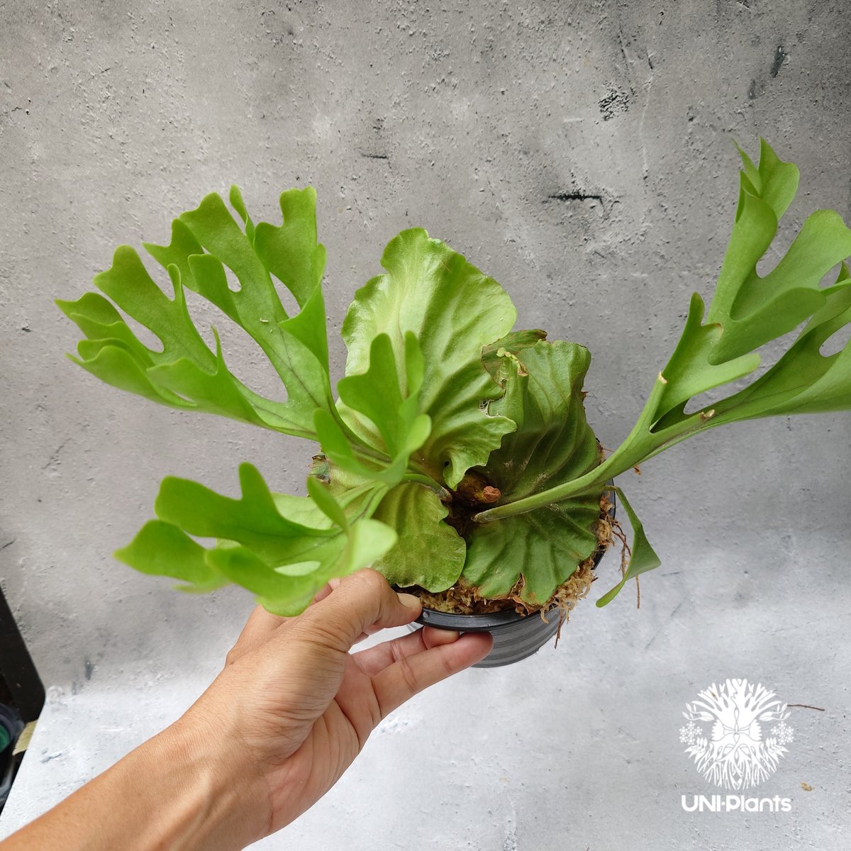 ビカクシダ　リドレイ　ワイルド　Platycerium ridleyi⑰ ビカクシダ リドレイ ワイドリーフ 「Platycerium ridleyi wide