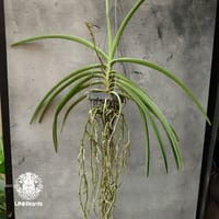 Rynchodenia Magic Wand リンコデニア マジック ワンド 着生蘭 ラン 蘭 花が綺麗な洋ラン
