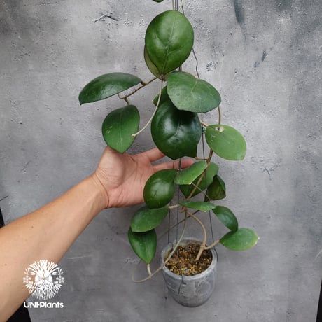 Hoya cv. Nathalie ホヤ cv.ナタリー ホヤ植物 希少なホヤ植物 レア つる性 つる性植物 ハンギング ハンギング植物